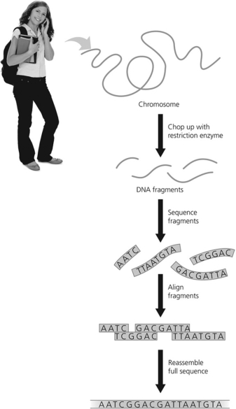 What method is illustrated by this figure?   A) DNA gel electrophoresis B) whole-genome shotgun method C) STR analysis D) recombinant DNA technology