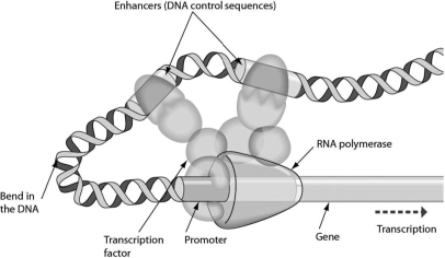Use the accompanying figure to answer this question. The initiation of transcription requires that enhancers bind to ________.   A) DNA B) the promoter C) transcription factors D) RNA polymerase