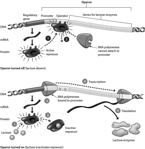The lac operon is shown in the accompanying figure. The lac operon is usually in the ________ position and is activated by ________.   A) on; the repressor B) off; lactose C) off; the repressor D) on; the promoter