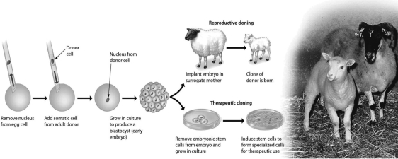 Consider the accompanying figure, which outlines cloning by nuclear transplantation. Why does the clone NOT resemble the surrogate mother?   A) The sperm came from a male donor, who would also pass some of his traits to the clone. B) The embryonic cells are adversely influenced by the surrogate. C) The DNA for the clone comes from the genetic donor, not the surrogate. D) The nuclear material from the egg would influence the appearance of the clone.
