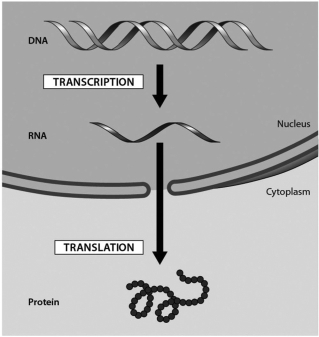 The accompanying figure shows the flow of genetic information in a eukaryotic cell. The transfer of information from RNA into a protein is known as ________.   A) DNA replication B) transcription C) translation