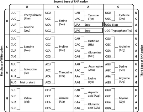 Examine the genetic code table shown below. The codon CAU codes for the amino acid ________.   A) isoleucine B) histidine C) glutamine D) leucine