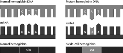 Consider the following figure. It illustrates that a single amino acid substitution in the hemoglobin gene ________.   A) always involves adenine and uracil B) changes an amino acid in the hemoglobin protein C) is a silent mutation D) causes a nonsense mutation