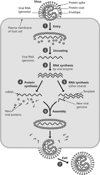 This figure shows the reproductive cycle of a virus that causes mumps. If a researcher wanted to develop a drug to prevent mumps proteins from being translated, what step would they target?   A) Step 2 B) Step 3 C) Step 4 D) Step 5