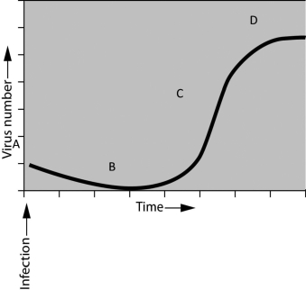Scenario If you were asked to study the pattern of bacterial growth (increase in numbers over time) during an infection, you would find that numbers of bacteria increase exponentially up to a certain point. Assume that you have been asked to interpret the growth of bacteriophages. You infect the host bacteria and measure the increase of phages over a defined period of time. You plot the results and observe the graph shown here.   -The first thing you notice is that there is no immediate increase in viruses following infection. This is because ________. A) it takes the virus time to adapt to the host B) although the virus has infected the host, it takes time to complete the lytic cycle C) the host is immune to the virus D) the virus is in a lysogenic cycle throughout the experiment