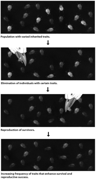 In the process of evolution by natural selection illustrated in this figure, what is the mechanism or agent of natural selection?   A) artificial selection B) selective breeding C) selective predation D) genetic drift
