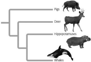 In the figure shown, which animals are most closely related?   A) pigs and Hippopotamuses B) deer and Hippopotamuses C) whale and Hippopotamuses. D) pigs and Whales.
