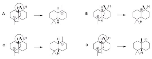 Which of the following sequences shows a reasonable series of 1,2-rearrangements as might be found in the biosynthesis of a steroid?   A) A B) B C) C D) D