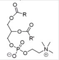 All except one of the statements below are true about the molecule given.Which statement is not correct?   A) This molecule is a phospholipid and is generally found in fruits,vegetables,fish,liver,and dairy products. B) This molecule is a phospholipid that composes the main fabric of the insoluble barrier that protects the cell. C) This molecule contains two fatty acids and has at least one stereogenic center. D) This molecule is a phospholipid and belongs to the general category of lecithins.