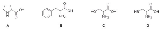 Which is the correct structure for serine?   A) A B) B C) C D) D