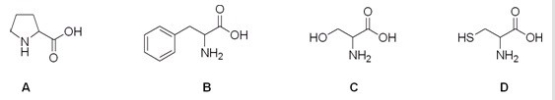 Which is the correct structure for the amino acid proline?   A) A B) B C) C D) D