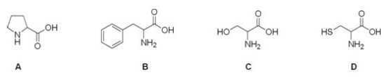 Which is the correct structure for the amino acid cysteine?   A) A B) B C) C D) D
