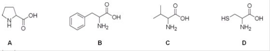 Which is the correct structure for the amino acid valine?   A) A B) B C) C D) D