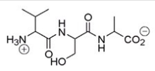 What amino acid is at the N-terminus of the following peptide?   A) Valine B) Serine C) Alanine D) Proline