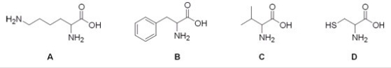 Which of the following is the structure of the amino acid lysine?   A) A B) B C) C D) D