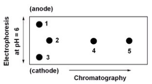 Below is a 2D chromatogram that shows the separation of five amino acids.In this technique,the amino acid mixture is first separated by chromatography using a polar solvent system.Then the plate is rotated 90°,and the amino acids are further separated by electrophoresis.Identify the spots obtained from a mixture of Trp,Glu,Lys,Ile and Thr.A table with isoelectric points is included to aid in solving this problem.   amino acid-pI value Trp-5.9 Glu-3.2 Lys-9.7 Ile-6.0 Thr-5.6 A) 1=Lys,2=Thr,3=Glu,4=Trp,5=Ile B) 1=Glu,2=Thr,3=Lys,4=Trp,5=Ile C) 1=Lys,2=Ile,3=Glu,4=Trp,5=Thr D) 1=Glu,2=Ile,3=Lys,4=Trp,5=Thr
