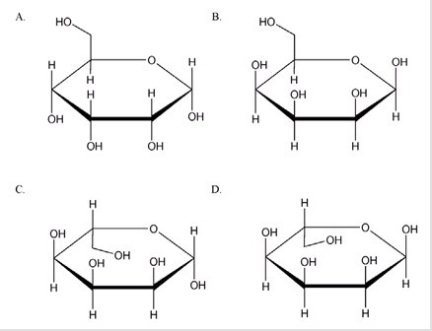 Which is the correct Haworth projection for the aanomer of allose?   A) A B) B C) C D) D