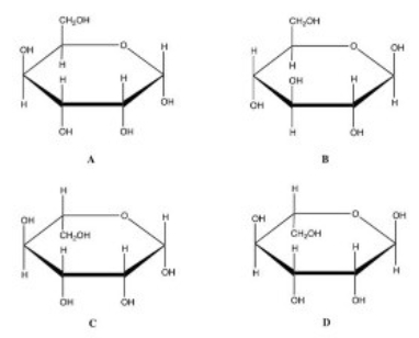 Which is the correct Haworth projection for the banomer of D-glucose?   A) A B) B C) C D) D