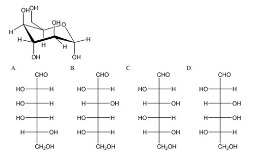 Which is the correct Fischer projection for the open-chain form of the carbohydrate shown below?   A) A B) B C) C D) D
