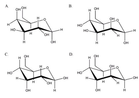 What is the correct chair form for the aanomer of D-mannose?   A) A B) B C) C D) D