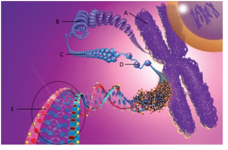 Match the nucleotide to its correct description. -Three hydrogen bonds connect guanine to this in a DNA molecule.    A) guanine B) cytosine C) pyrimidine D) thymine