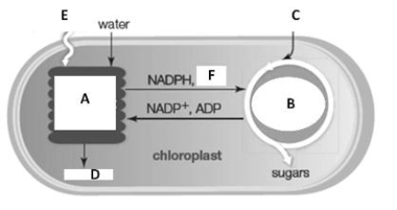   -In the accompanying figure, what does letter E represent? A) carbon dioxide B) light energy C) glucose D) ATP E) oxygen