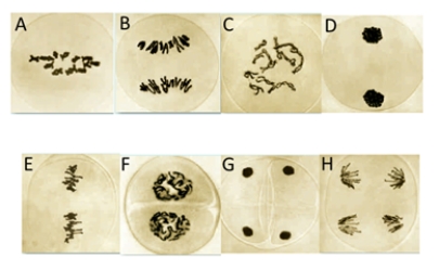   Use the accompanying figure to match the cells in the figure to the correct phase in meiosis. The top figure panel is phases of meiosis I; the bottom panel is phases of meiosis II. -telophase II A) A B) B C) C D) D E) E F) F G) G H) H