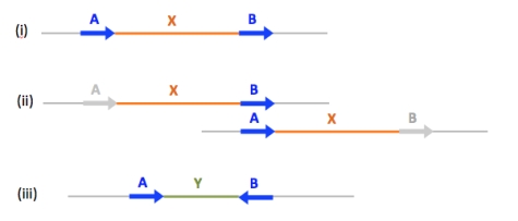 Sequence exchange between two non-allelic copies of the same long sequence on chromosomal DNA molecules can have different consequences, depending on the positioning of the repeats that participate in sequence exchange. In (i) to (iii) imagine that there is sequence exchange between non-allelic sequence copies A and B shown by the blue arrows - the sequence exchange is between different chromatids of the same chromosome in the case of (ii). What types of sequence exchange might occur and what would be the likely outcome?  