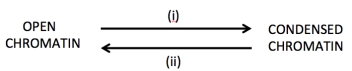 With respect to the interconversion between open and condensed chromatin shown below:   Which of the directions (i) or (ii) would you anticipate would be the consequence of the following types of chromatin modification?  a) Histone acetylation. b) DNA methylation. c) Histone methylation. d) Histone deacetylation. e) DNA demethylation.