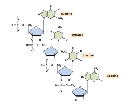 On the diagram below, identify the covalent bonds that are susceptible to breakage as a result of hydrolytic damage causing depyrimidination.  