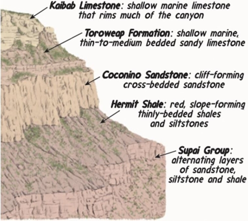   Which rock layer is the youngest in this image?