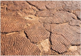   What sedimentary structure(s) can you identify in the above image? A) Ripplemarks and graded bedding B) Graded bedding C) Ripplemarks D) Cross-bedding and graded bedding