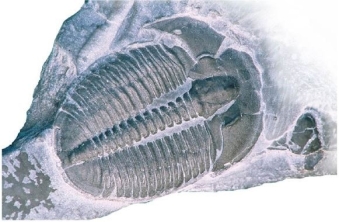   What organism is visible in this image? A) Amphibian B) Brachiopod C) Crinoid D) Trilobite