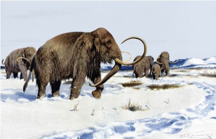   In what geologic time period would the mammoth in this image have existed? A) Neogene to Quaternary Periods B) Cambrian Period C) Jurassic to Cretaceous Periods D) Permian Period