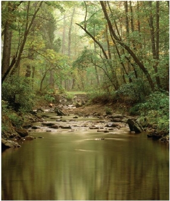   What kind of streamflow is present in this image? A) Braided flow B) Laminar flow C) Turbulent flow D) Overland flow