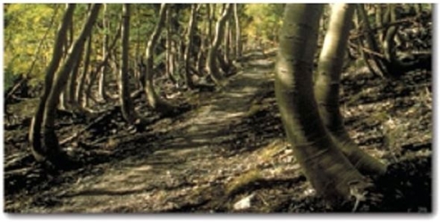   Identify the mass-wasting event in this image. A) Mudflow B) Creep C) Solifluction D) Rockslide