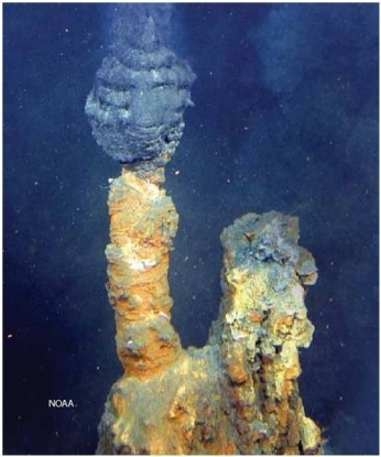   What feature is present in this image? A) Black smoker B) Coral C) Seamount D) Guyot