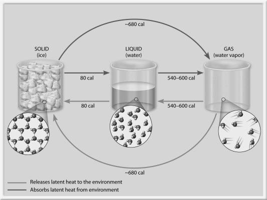 Fill in the missing terms on the diagram below.  