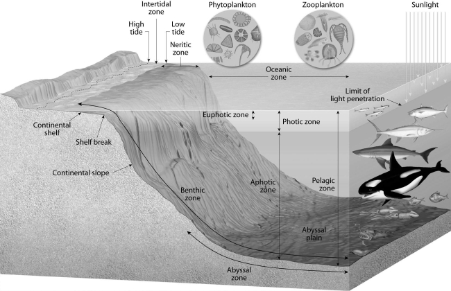 What is the relationship of marine life zones to the distance from a given shoreline? Briefly discuss the factors that control or cause these different zones. Where are these factors on Figure 14.12 below and is one factor more important than the others?
