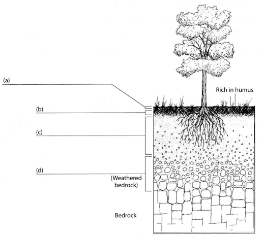 Fill in the blanks on the diagram below with the names of the soil  layers  that are labeled.  