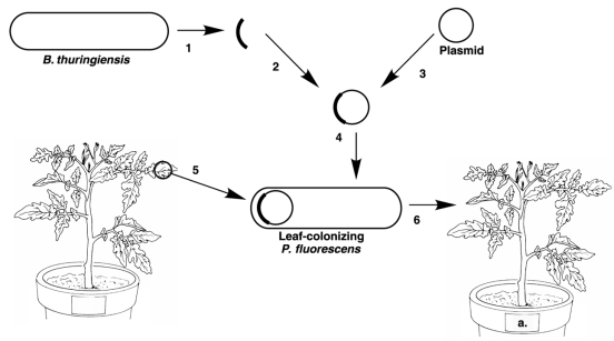 Figure 9.3    -In Figure 9.3, the vector is A)  A library. B)  A plasmid. C)  A virus. D)  None of the above.