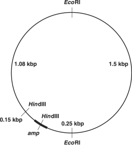 Figure 9.1    -How many pieces will EcoRI produce from the plasmid shown in Figure 9.1? A)  2 B)  1 C)  4 D)  5 E)  3