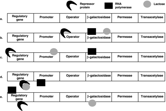 Figure 8.4    -In Figure 8.4, which model of the lac operon correctly shows RNA polymerase, lactose, and repressor protein when the structural genes are being transcribed? A)  a B)  b C)  c D)  d E)  e