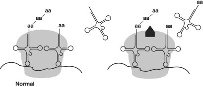 Figure 8.3    -In Figure 8.3, the antibiotic chloramphenicol binds the 50S ribosome as shown. From this information you can conclude that chloramphenicol A)  Prevents transcription in prokaryotes. B)  Prevents mRNA- ribosome binding. C)  Prevents translation in prokaryotes. D)  Prevents translation in eukaryotes. E)  Prevents transcription in eukaryotes.