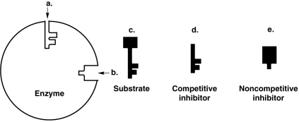 Figure 5.3    -How would a noncompetitive inhibitor interfere with a reaction involving the enzyme in Figure 5.3? A)  It would bind to a. B)  It would bind to b. C)  It would bind to c. D)  It would bind to d. E)  Can't tell.