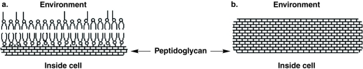 Figure 4.3    -In Figure 4.3, which diagram of a cell wall is decolorized by acetone- alcohol? A)  a B)  b C)  Both a and b D)  Neither a nor b E)  Can't tell
