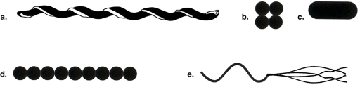 Figure 4.1    -In Figure 4.1, which drawing possesses an axial filament? A)  a B)  b C)  c D)  d E)  e