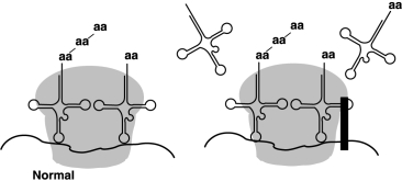Figure 20.3    -The antibiotic erythromycin binds to the 50S subunit of the ribosome as shown in Figure 20.3. The effect is to A)  Prevent transcription. B)  Prevent peptide bond formation. C)  Stop the ribosome from moving along the mRNA. D)  Prevent attachment of tRNA. E)  None of the above.