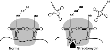 Figure 20.4    -The antibiotic streptomycin binds to the 30S subunit of the ribosome as shown in Figure 20.4. The effect is to A)  Prevent binding of tRNA in eukaryotes. B)  Cause misreading of mRNA in 70S ribosomes. C)  Prevent peptide bond formation in prokaryotes. D)  Prevent polypeptide elongation in eukaryotes. E)  None of the above.