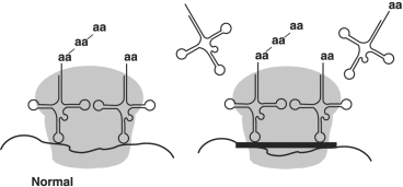 Figure 20.1    -The antibiotic tetracycline binds to the 30S subunit of the ribosome as shown in Figure 20.1. The effect is to A)  Stop the ribosome from moving along the mRNA. B)  Prevent attachment of tRNA and mRNA. C)  Prevent peptide bond formation. D)  Prevent attachment of tRNA. E)  Prevent transcription.